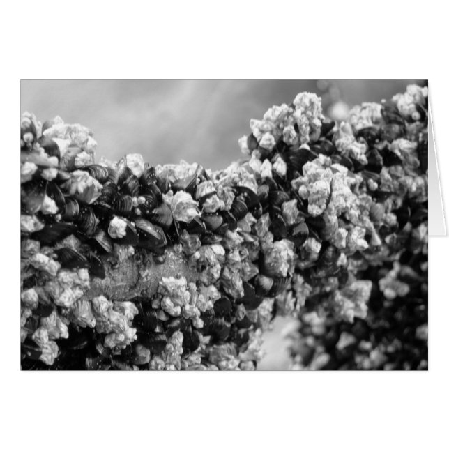 Accrocher (Devant horizontal)