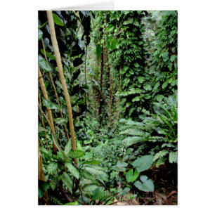 Accueil à la jungle