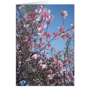 Accueil Cherry Blossom