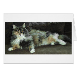 Accueil de la chasse, En attendant le dîner