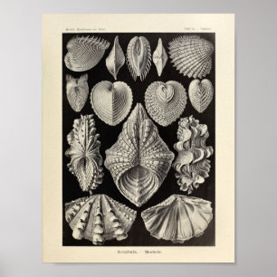  Acephala Ernst Haeckel Art Print