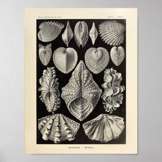 Acephala Ernst Haeckel Art Print (Voorkant)