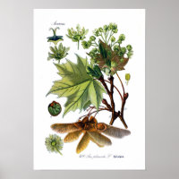 Acer platanoides (Noorse mantel)