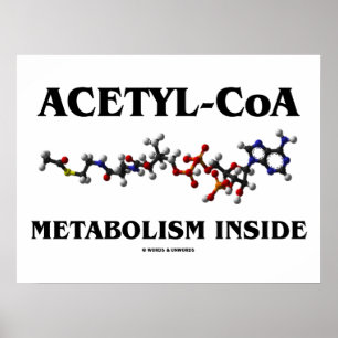 Acetyl-CoA metabolisme in de binnenkant (chemisch  Poster