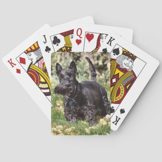 Ach Pokerkaarten (Achterkant)