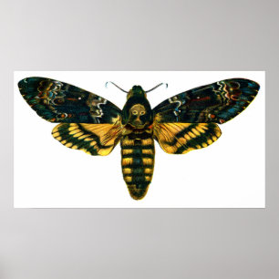 Acherontia atropos (Death's Head Hawkmol) Poster
