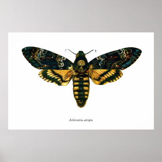 Acherontia atropos (Death's Head Hawkmol) Poster (Voorkant)