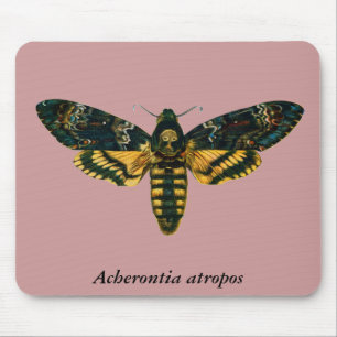 Acherontia atropos muismat