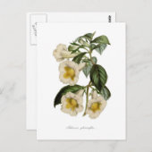 Achimenes gloxiniaeflora briefkaart (Voorkant / Achterkant)