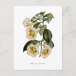 Achimenes gloxiniaeflora briefkaart