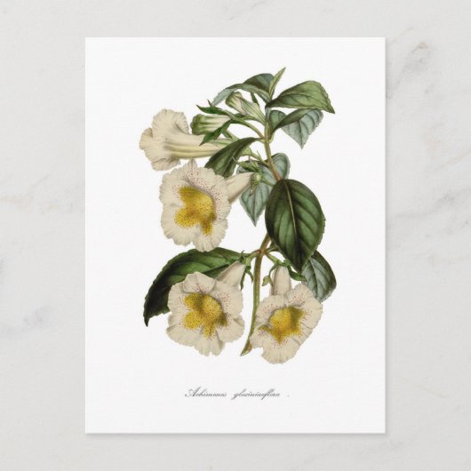 Achimenes gloxiniaeflora briefkaart (Voorkant)