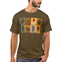 Acht Fossil Trilobites