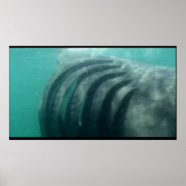 Achter een haai poster