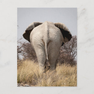 Achter uitzicht van olifant briefkaart