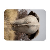 Achteraanzicht van olifant magneet (Horizontaal)