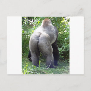 Achtereind van Gorilla Briefkaart