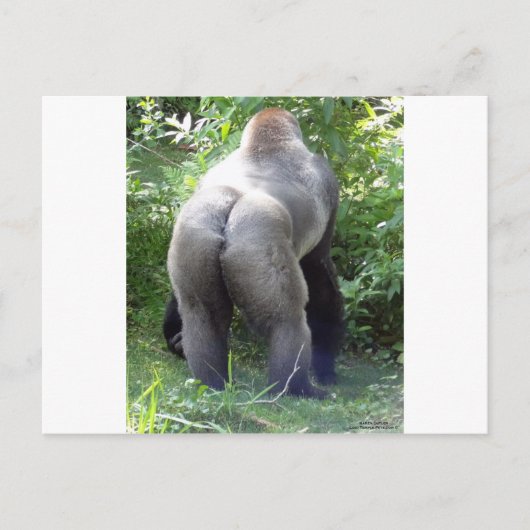 Achtereind van Gorilla Briefkaart (Voorkant)