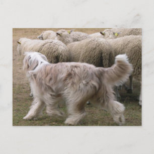 achtergebleven collie werken.png briefkaart