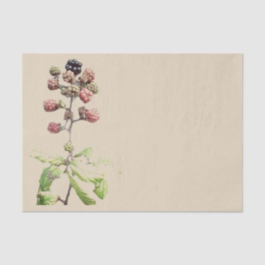 Achtergrond Blackberry Tissuepapier (Voorkant)