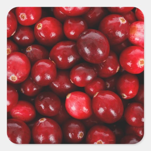 Achtergrond cranberry, vers vierkante sticker (Voorkant)