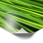 Achtergrond Groene gras Foto Afdruk (Hoek)