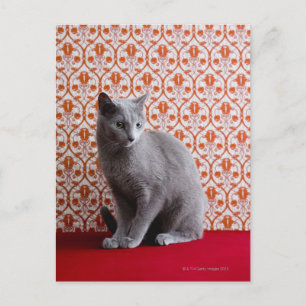 Achtergrond kat (Russisch blauw) en behang Briefkaart