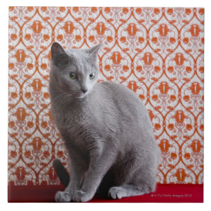 Achtergrond kat (Russisch blauw) en behang Tegeltje