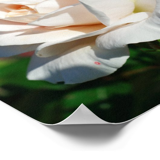 Achtergrond roos beige poster (Hoek)