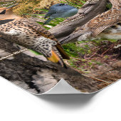 Achtergrond vogels van het Poster Saskatchewan (Hoek)