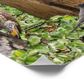 Achtergrond vogels van Oost-Poster Poster (Hoek)