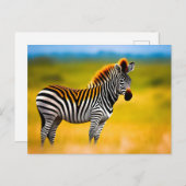 achtergrond zebra natuur briefkaart (Voorkant / Achterkant)