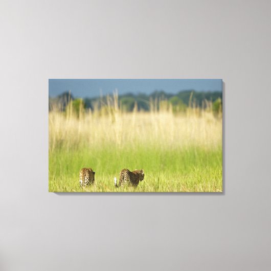 Achterkant uitzicht van Leopard (Panthera pardus) Canvas Afdruk (Voorkant)