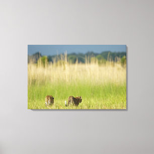 Achterkant uitzicht van Leopard (Panthera pardus) Canvas Afdruk