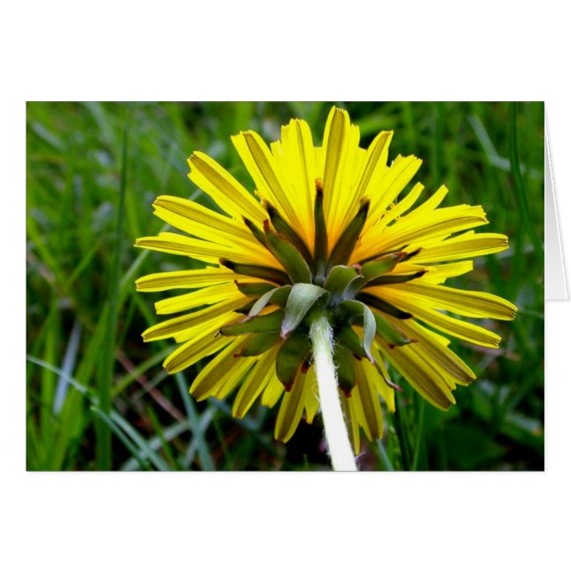 Achterkant van Dandelion (Voorkant Horizontaal)