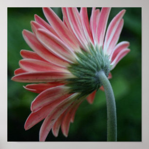 Achterkant van de roze gerber daisy poster