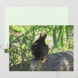 Achterkant van een Marsh Rabbit Flat Kaart