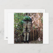 Achterkant van Okapi Briefkaart (Voorkant / Achterkant)