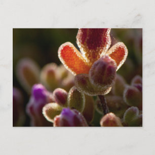 Achterlicht Kleurrijke Succulente Bloemknop Met Ra Briefkaart