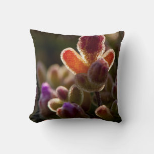Achterlicht Kleurrijke Succulente Bloemknop Met Ra Kussen