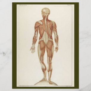 Achterste Spieren Flyer