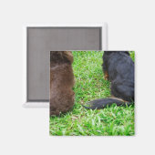 Achterste uitzicht van twee Dachshund-honden Magneet (Voorkant / Achterkant)