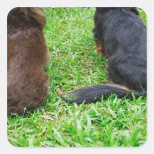Achterste uitzicht van twee Dachshund-honden Vierkante Sticker