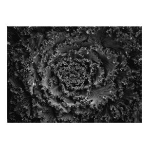 Achtertuin Bloemen In Zwart En Wit Nr 107 Foto Afdruk