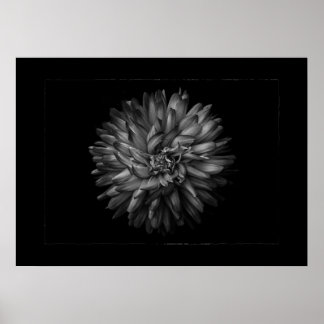 Achtertuin Bloemen In Zwart En Wit Nr 20 Rand Poster