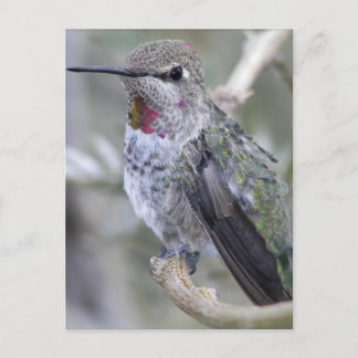 Achtertuin Hummingbird Briefkaart