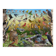 Achtertuin vogels in het oosten