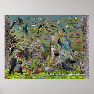 Achtertuin vogels in Noord-Californië Poster