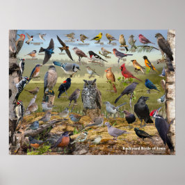 Achtertuin vogels Iowa Poster