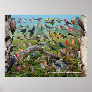 Achtertuin vogels New Brunswick Poster