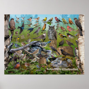 Achtertuin vogels Newfoundland Poster